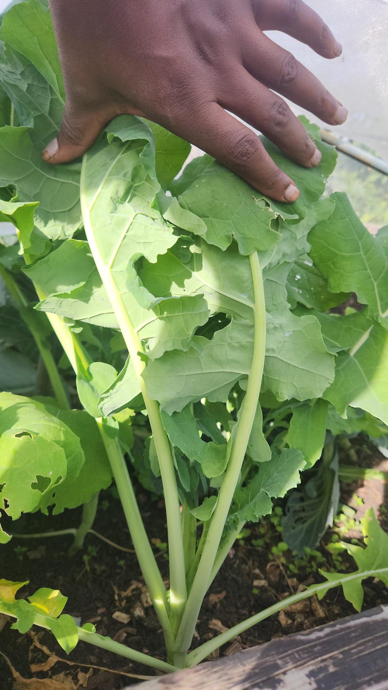Vegetable Rappe 50 Giant Rape Seeds Vegetable Seeds. (zimbabwe Variety) Heirloom Seed ...