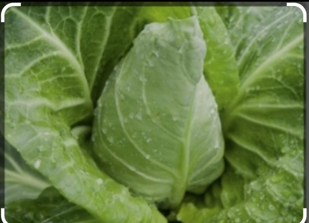 Spring Cabbages Plants. Winter Greens Hungry Gap Food Over Winter - Etsy UK