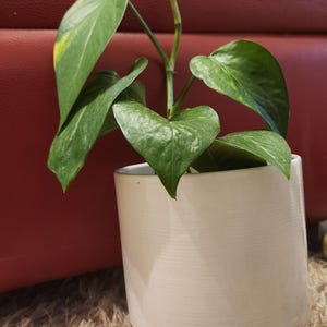 May include: A houseplant in a white ceramic pot with a beige base. The plant has green and yellow leaves. The background is a red surface and a beige rug.