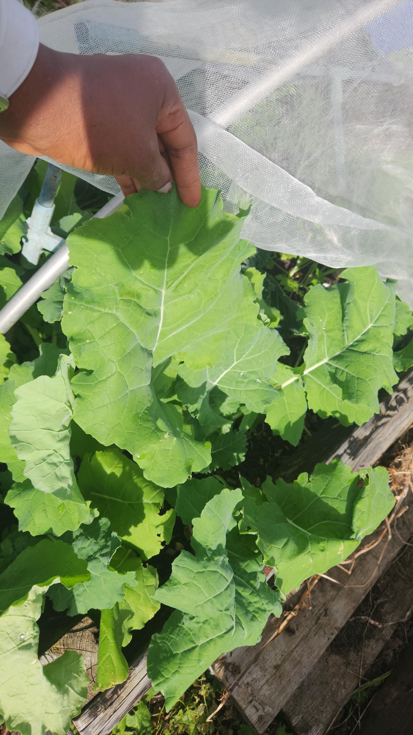 Vegetable Rapep 50 Giant Rape Seeds Vegetable Seeds. (zimbabwe Variety) Heirloom Seed ...