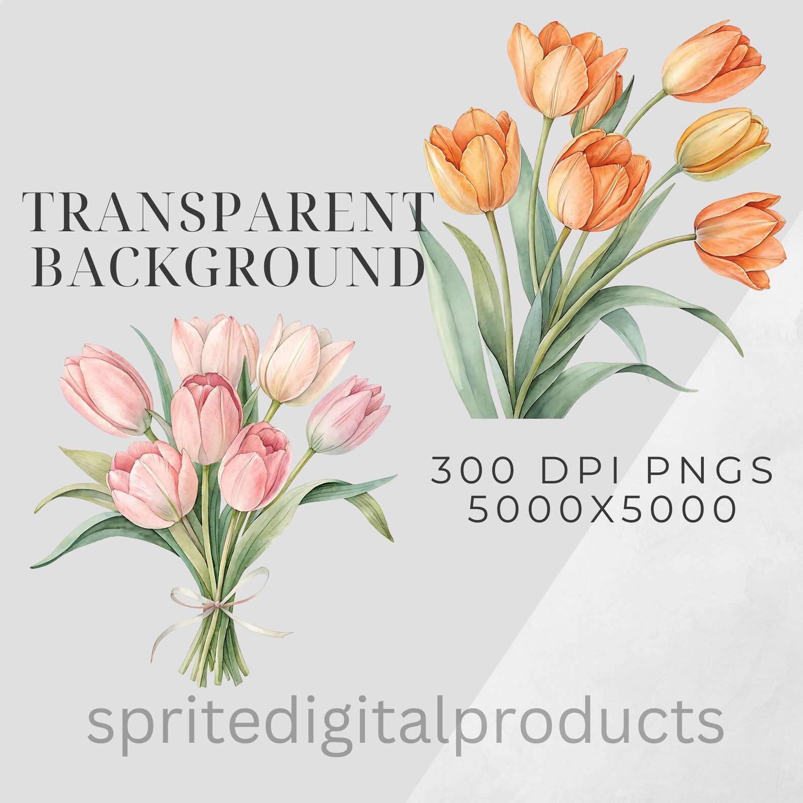 Watercolor Tulip Bouquet Clipart Bundle , 10 Transparent Png , Digital ...