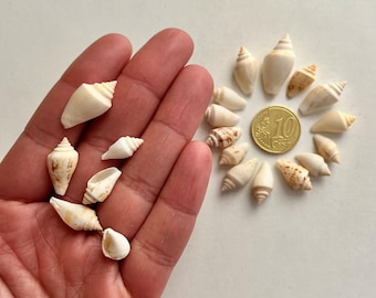 Lot of 20 small natural shells, strobus urceus cone seashells