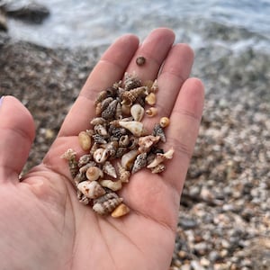 Könnte beinhalten: Eine Hand hält eine Sammlung kleiner, weißer, brauner und grauer Muscheln. Die Muscheln sind in verschiedenen Formen und Größen.