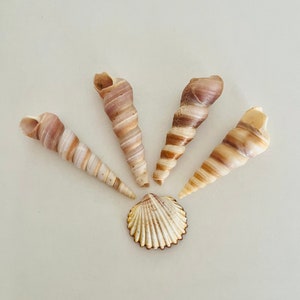 4 rare Turritella screw seashells, natural shells