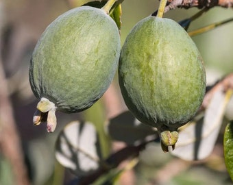 Pianta di FEIJOA – Innestata - in vaso Ø 18 cm - H. 70/80 cm