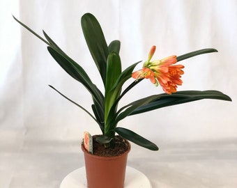 CLIVIA plant - Pot Ø 14 cm - H. 50/60 cm