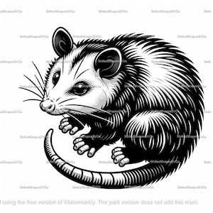 Short-Tailed Opossum SVG bundle