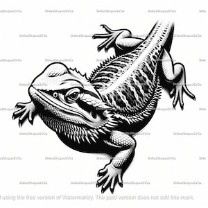 Puede incluir: Ilustración en blanco y negro de un dragón barbudo. El lagarto está mirando hacia el lado izquierdo de la imagen y tiene sus patas delanteras extendidas hacia adelante. Las patas traseras del lagarto están metidas detrás de él. La cola del lagarto está enroscada alrededor de su cuerpo.