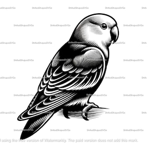 Lovebird SVG bundle