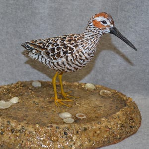 Hand Carved Wooden Stilt Sandpiper Life Size