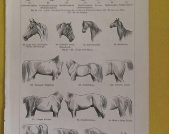 1890 HORSE BONES Engraving Anatomy Biology Double Illustration 6.5 X 9. ...