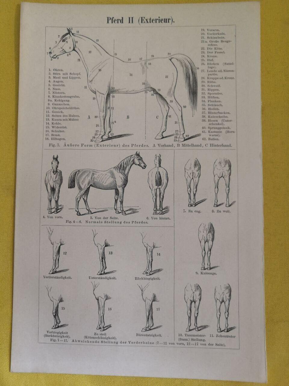 1890 HORSE BONES Engraving Anatomy Biology Double Illustration 6.5 X 9. ...