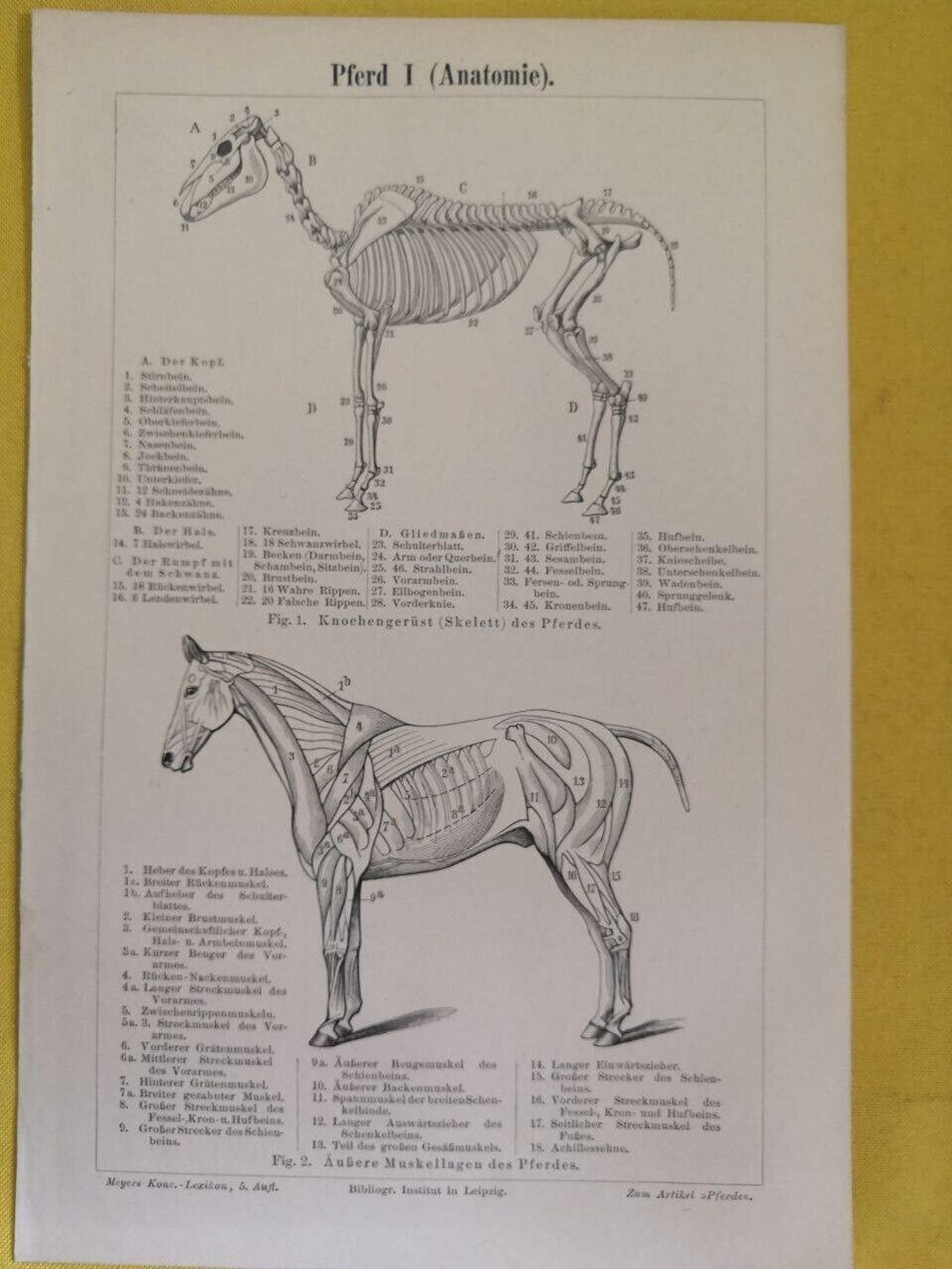 1890 HORSE BONES Engraving Anatomy Biology Double Illustration 6.5 X 9. ...