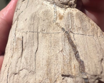 Australian Petrified Wood fossil 216grams rock collectors unique rough untreated raw natural specimen opalised