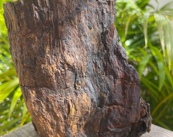 Australian Gold Pyrite Petrified Wood fossil with heavy hematite 3330 grams collectors unique rough untreated natural specimen free standing
