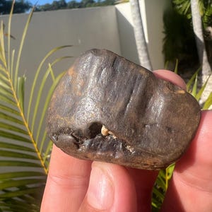 Puede incluir: Una roca de color marrón oscuro, de forma irregular, con un objeto blanco con forma de diente incrustado.