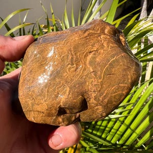 May include: A smooth, brown and gold rock with a swirling pattern. The rock is wet and has a glossy finish.