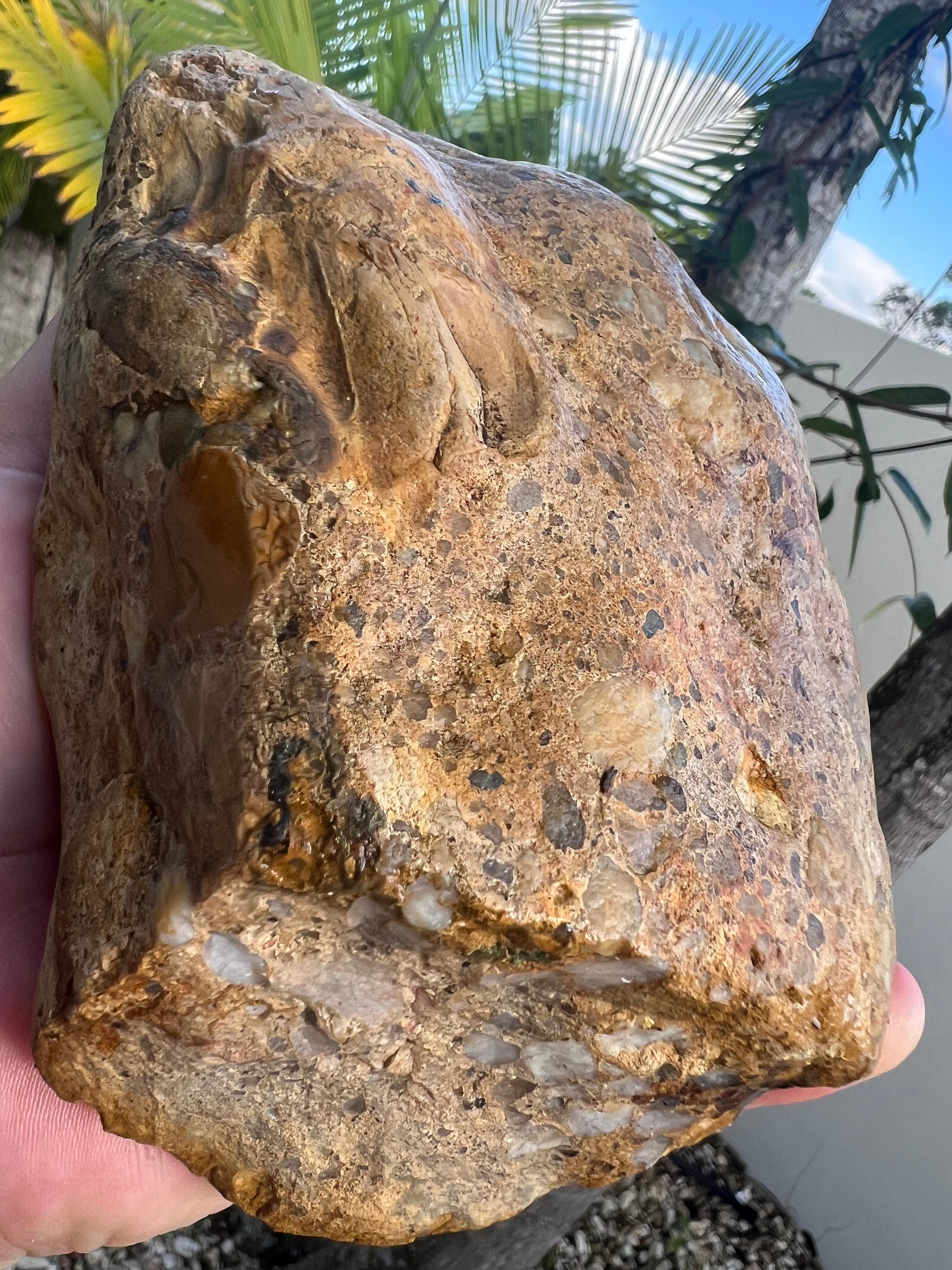 Australian Rough Conglomerate 1545 Grams Chalcedony Silicified ...