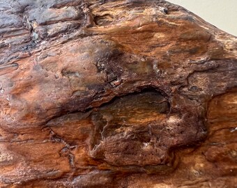 オーストラリア産珪化木化石 1190 グラム A+ 岩石収集家向け ユニーク