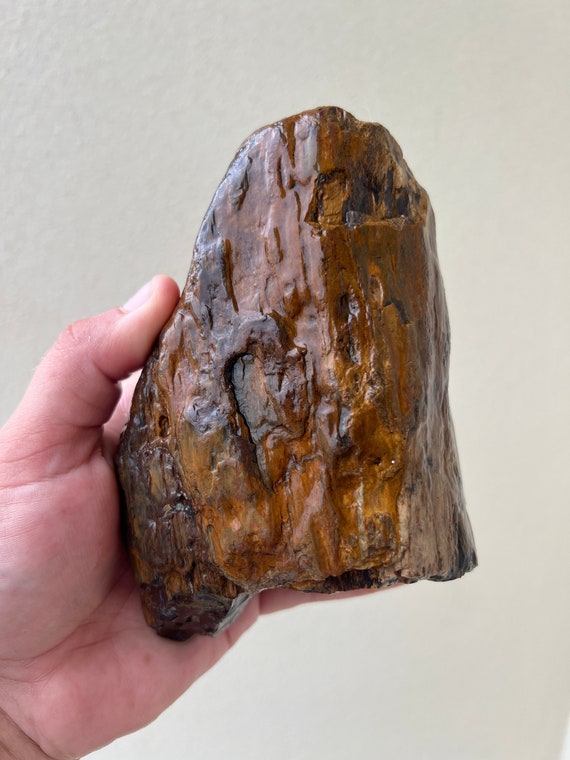 希少な石化した晶洞の木 ブラウン・オレンジ オーストラリア産珪化木化石 1190 グラム A+ 岩石収集家向け ユニーク