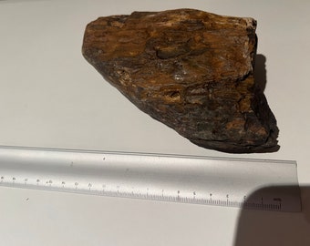 オーストラリア産珪化木化石 1190 グラム A+ 岩石収集家向け ユニーク