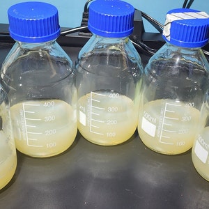 May include: Five clear glass bottles with blue lids filled with a yellow liquid. The bottles have markings for measuring volume in milliliters. The bottles are arranged in a row on a dark surface.