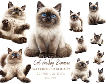 Aquarel siamese kat clipart: mollig katje, transparante png-jpeg (directe download)