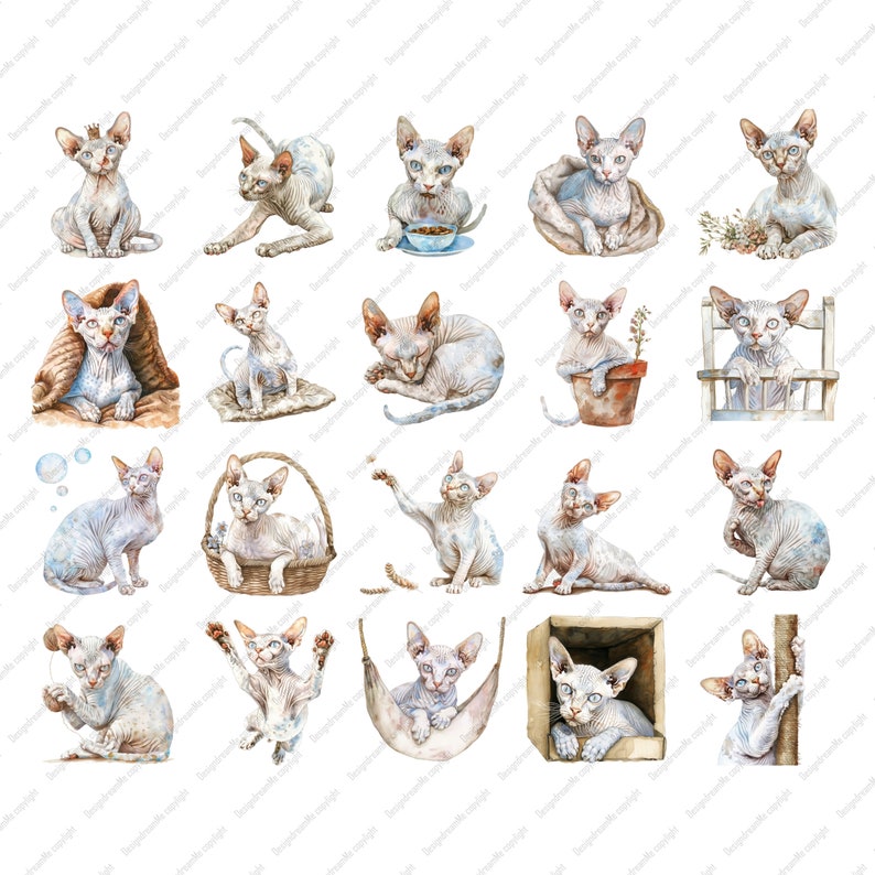 Devon Rex Cat Watercolor Clipart Bundle: Pet-themed PNG (digital ...