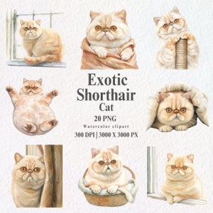 Exotic Shorthair Cat Clipart PNG, Watercolor Exotic Shorthair cat clipart, Pet cat clipart, Cat illustration, Cat Clipart, Shorthair Cat.