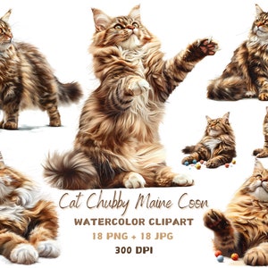 Aquarela Maine Coon Cats Clipart, imagens digitais PNG, download instantâneo, animais, gato fofo, fundo transparente, impressão de pôster, PNG, JPEG