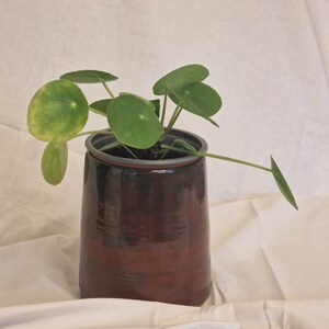 Può includere: Una pianta verde a foglie in un vaso di ceramica marrone scuro con una glassa marrone chiaro. Il vaso è su una superficie bianca.