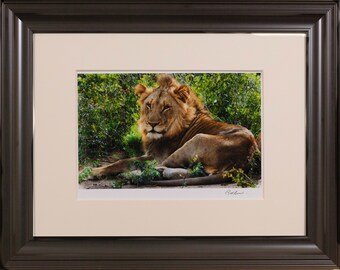 African Lion At Rest  #2 Signed Fine Art Photograph, Print Only