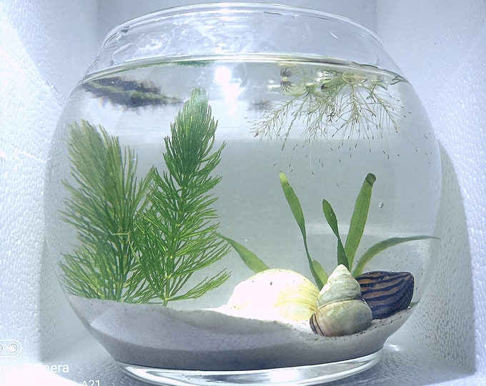 Custome Small Planted Shrimp/snail Ecospherelive Plants, 3LIVE Blue ... - Reef Tank Small Shrimp And Snail Care