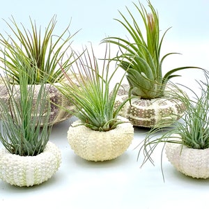 Könnte beinhalten: Fünf Luftpflanzen in weißen Seeigel-Schalen-Pflanzgefäßen. Die Pflanzen haben lange, grüne, stachelige Blätter. Die Seeigel-Schalen sind weiß mit kleinen, strukturierten Noppen. Der Hintergrund ist weiß.