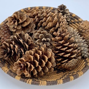 Ponderosa Pine Cones, Medium & Large (2.5&quot;- 4&quot; Long)