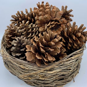 Ponderosa Pine Cones, Extra Large (4&quot;- 6&quot; Long)