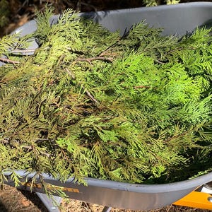 Weihrauch Zedernzweige, frisch geerntet für die Weihnachtszeit