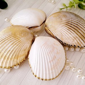 May include: Four seashells in white and gold hues are displayed on a white surface, with small pearls scattered around. The shells have a ribbed texture and a natural look, evoking a coastal theme.