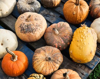 Paleta de calabaza