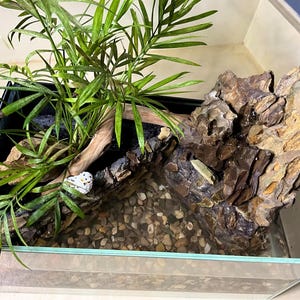 Terrarium Waterfall Rocks Terrarium With Real Rock Waterfall, Pond, and Live Plants - Etsy