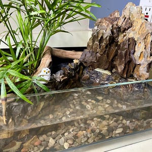 Terrarium Waterfall Rocks Terrarium With Real Rock Waterfall, Pond, and Live Plants - Etsy