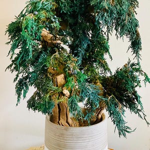 Bonsai Tree with preserved foliage