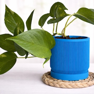 Puede incluir: Una planta de potos verde en una maceta azul brillante y acanalada. La planta se encuentra sobre un posavasos circular tejido. Las hojas tienen variegaciones amarillas. La maceta está sobre una superficie blanca.