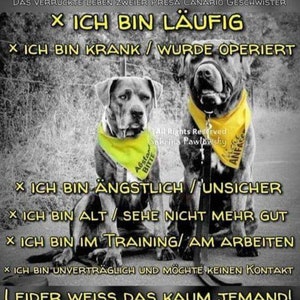 Dreieck Tücher, personalisierte Tücher, bestickte Hundetücher, Warntücher, Namenstücher, gelbe Schleifen, Warn Tuch, Hunde Halstuch, Hund Bild 2