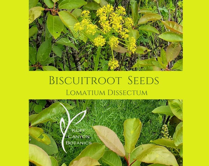 Fernleaf Biscuitroot Medicinal Garden Seeds FREE SHIPPING Lomatium ...