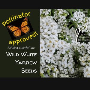 Wild White Yarrow Seeds Medicinal Garden Seeds Achillea millefolium  FREE SHIPPING  Non GMO Monarch Butterfly Food  Canyon Botanics of Idaho