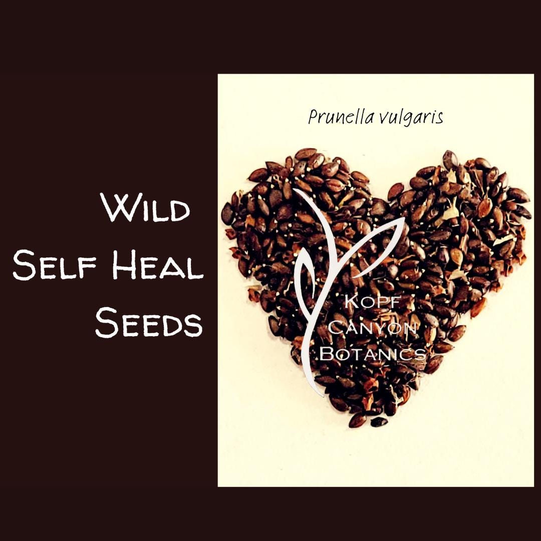 Self Heal (Prunella Vulgaris) Seeds - Perennial Medicinal Herb, Violet Flowers, USA Grown