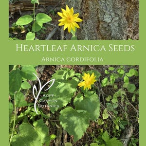 Heartleaf Arnica Medicinal Garden Seeds FREE SHIPPING Arnica cordifolia Wildcrafted by Canyon Botanics Organic salve, massage oil, tincture