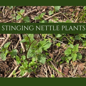 Sprouted Bare Root Live Stinging Nettle Plant Starts  Tea, Tincture, Salves. Urtica dioica. Wildcrafted in Idaho by Canyon Botanics. Organic