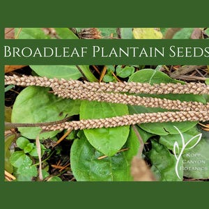 May include: Image of Broadleaf Plantain Seeds. The image shows three seed heads with small, beige seeds, set against a backdrop of green plantain leaves and other foliage. The text "Broadleaf Plantain Seeds" is displayed at the top.